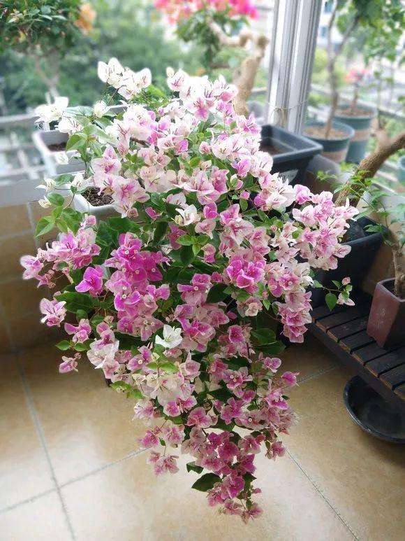 奶奶對我說，臥室別養7類花，仔細想一想，不是&OpenCurlyDoubleQuote;迷信&rdquo;是科學