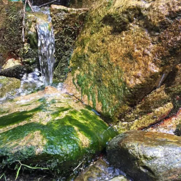 四道雙開背，八面蛤蟆尊