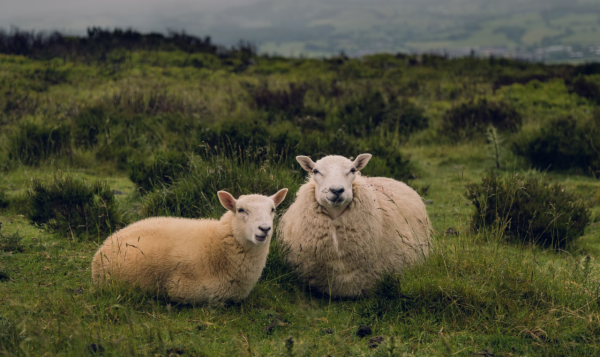 反敗為勝，敢於打逆風局的星座，富有忍耐力，有才華、有謀略
