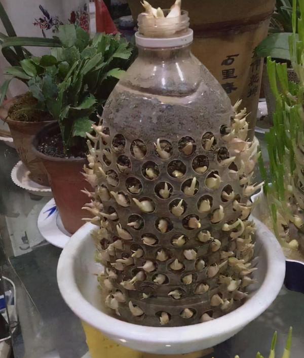 廚房佐料不夠用，不妨種幾盆植物，擺著能吸油煙，摘下還能炒菜吃