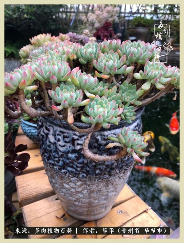 我的造園之夢：鮮花、多肉、錦鯉，這才是樓頂花園該有的樣子