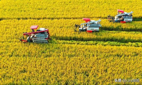 今日秋分 | 豐收的季節來了，金色田野惹人醉