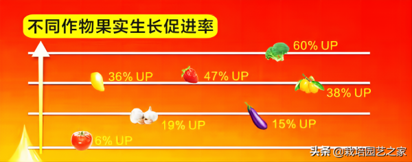 乾貨分享-果實膨大機理及特肥應用