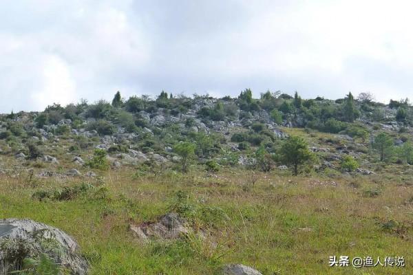 知青故事：狼天天偷羊終被抓，知青卻將它放生，兩年後狼救他一命