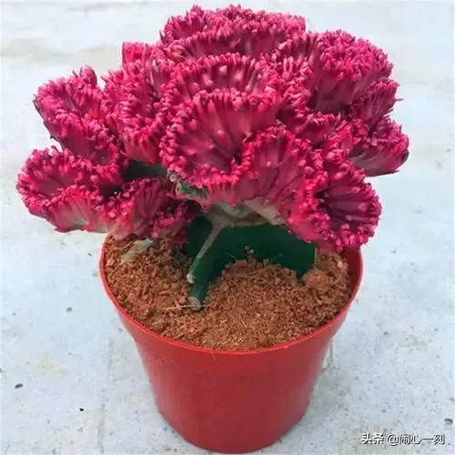 分享&mdash;&mdash;招財麒麟多肉