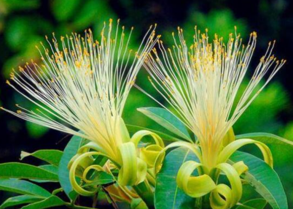 客廳見樹，家業穩固！適合客廳養的五種樹，大氣美觀，幸福感倍增