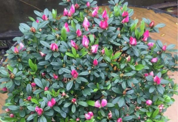 現在給花上秋肥,杆子粗、葉子密,不然冬天都凍死 現在給花上秋肥,杆子粗、葉子密,不然冬天都凍死