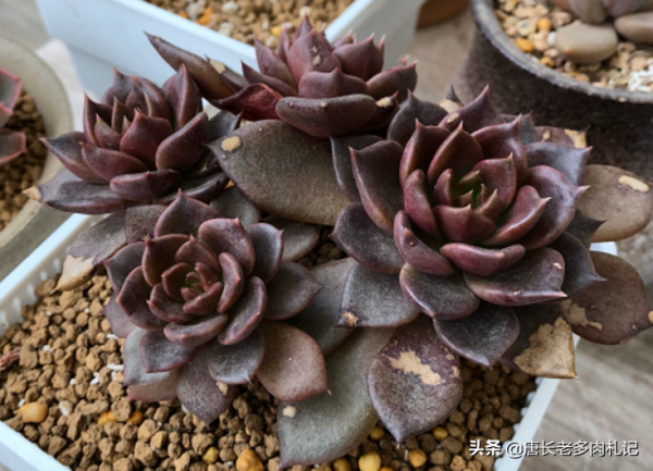 多肉黑王子和羅密歐，都是考驗養功的品種，能養好說明你已是高手