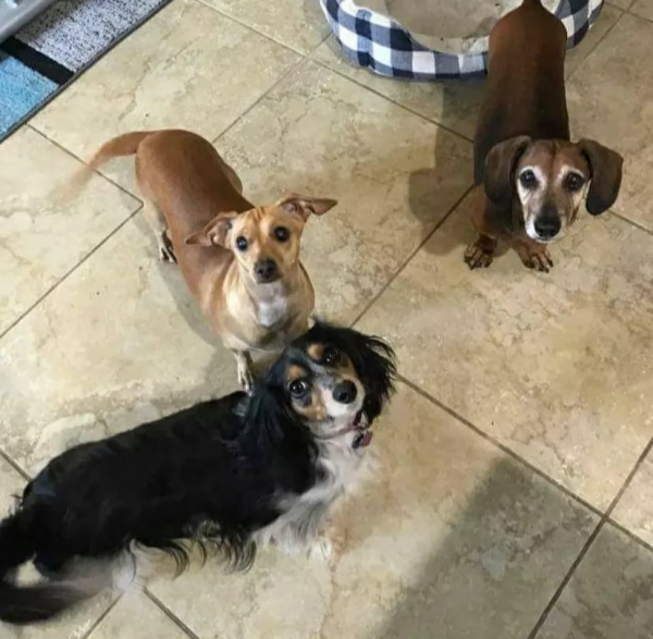 狗子因過於肥胖被拋棄，新主人幫它減肥成功後脫胎換骨