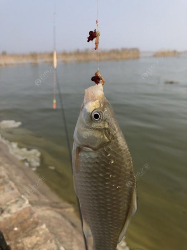 2021垂釣日誌之80，成子湖釣大水面沒想到魚口這麼瘋