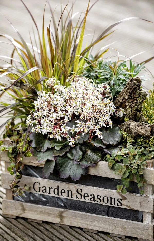 瑞虎迎春，虎耳招財！翩翩起舞的小精靈，輕鬆開成夢幻花毯