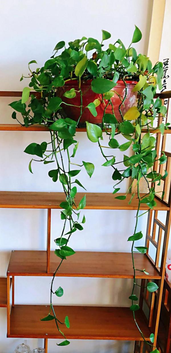 我家的花～剛剛換盆，還在緩秧期間。 圖片全部自拍