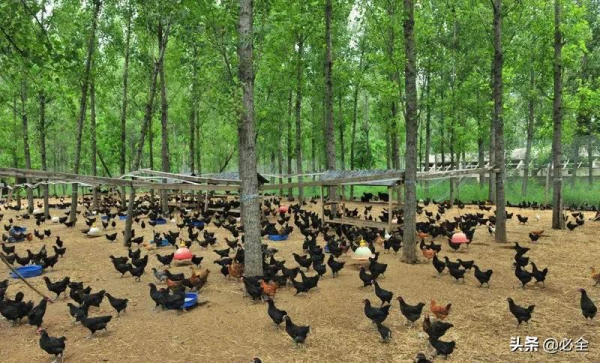 十大模式“引爆”林下經濟發展 十大模式“引爆”林下經濟發展