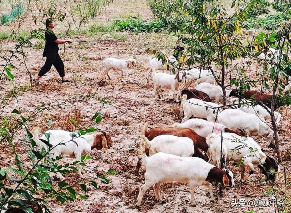 5旬寡母種7畝地養1群羊,10年賺60萬,娶媳婦蓋房一場空,咋回事 5旬寡母種7畝地養1群羊,10年賺60萬,娶媳婦蓋房一場空,咋回事