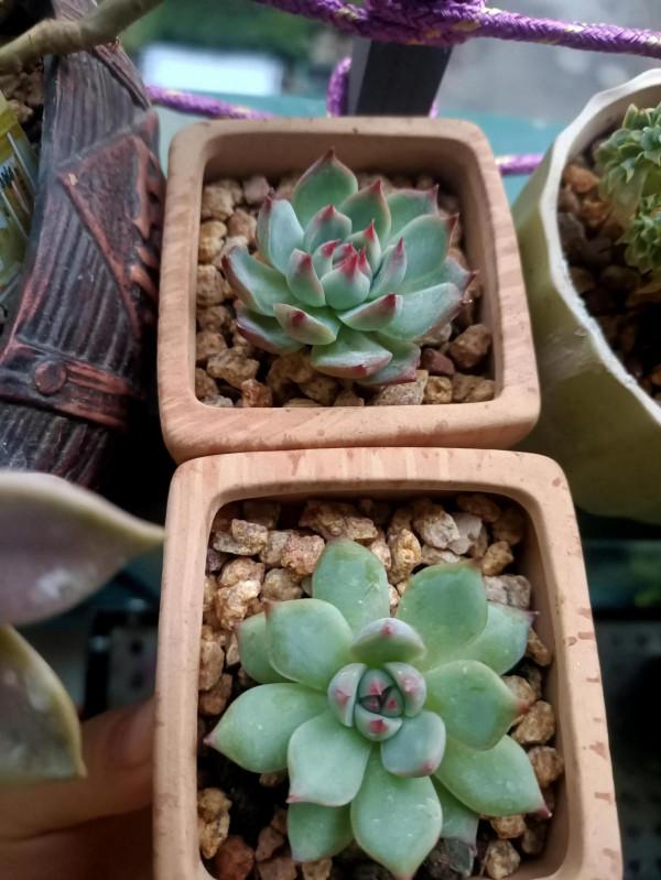 兩盆吉娃娃這同樣的品種同樣的時間為啥區別這麼大