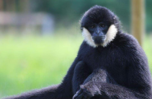 動物園見過的這些猴子，竟然是國家一級保護動物