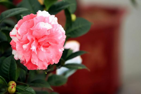 冬天在室內養這4種花，室溫要保持在15℃以上，才能正常開花