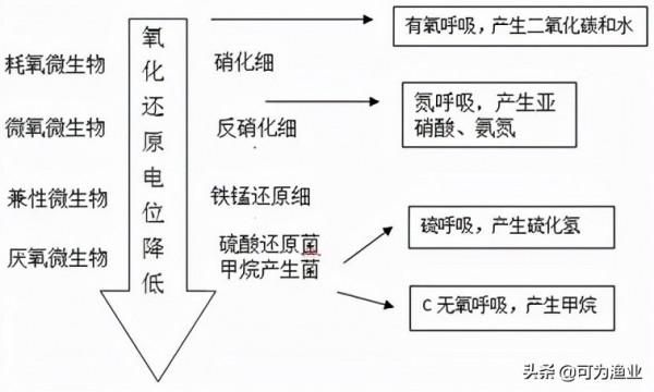 養殖中後期氨氮、亞鹽總是束手無策?不如試試調好orp 養殖中後期氨氮、亞鹽總是束手無策?不如試試調好orp