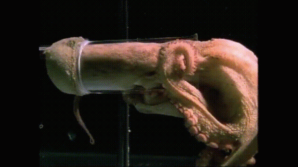 液體貓咪之謎：為什麼說貓都是液體？這竟然是被證明過的科學結論