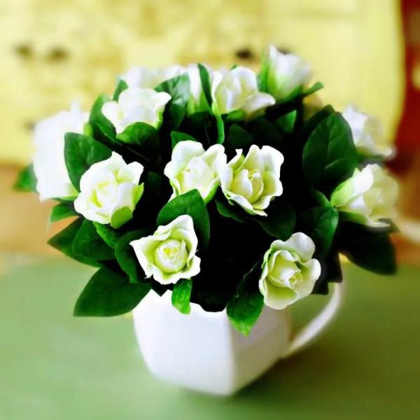 白蟾~重瓣大梔子花。花大而重瓣,美麗而芳香 白蟾~重瓣大梔子花。花大而重瓣,美麗而芳香