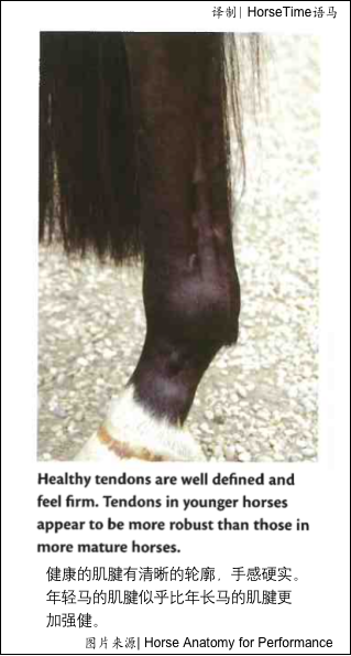 馬的結締組織、筋膜和肌腱