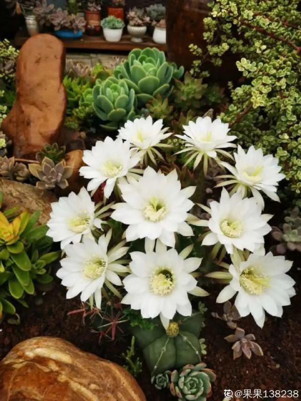 鮮豔多彩的彩草仙人球,開花特驚豔,像荷花一樣美 鮮豔多彩的彩草仙人球,開花特驚豔,像荷花一樣美