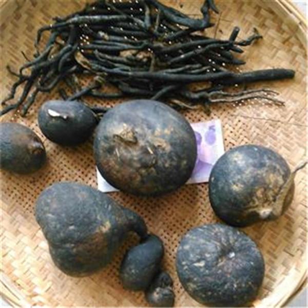 長在白蟻窩裡的菌類,價格比黃金還貴,為什麼挖到的人不願意賣? 長在白蟻窩裡的菌類,價格比黃金還貴,為什麼挖到的人不願意賣?