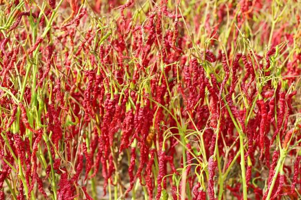 辣椒獲得了大豐收