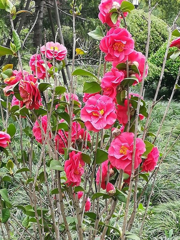 很獨特的花兒，不忍心獨享。你可能沒見過幾樣。有幾種你認識的？