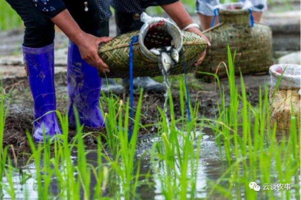 快看——稻田裡的那條魚