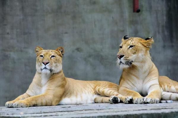 野生動物也會雜交，其後代有多慘？是否該禁止動物雜交？