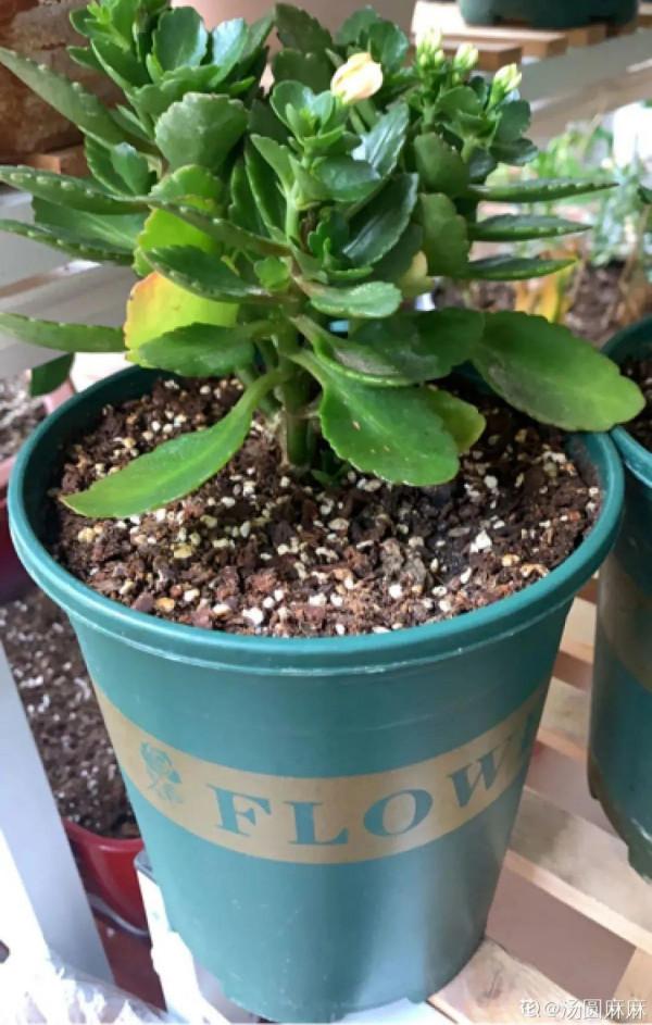 三伏天養花，澆水太難了，學好竅門是關鍵