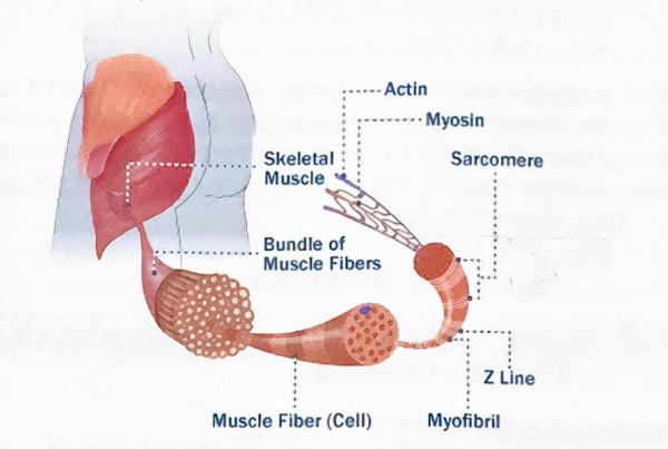 掌握抗阻力訓練基礎理論重點,21天輕鬆練出蜜桃臀 掌握抗阻力訓練基礎理論重點,21天輕鬆練出蜜桃臀