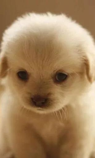 當一個流浪乞丐檢到一條名貴犬……