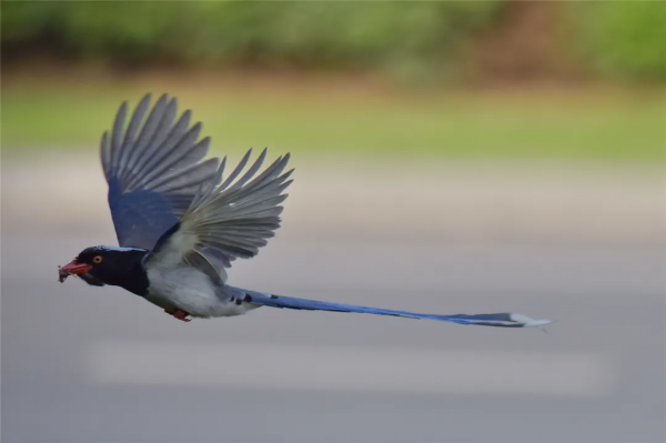 40+張大片!帶你領略這裡的“鳥禽圖鑑”! 40+張大片!帶你領略這裡的“鳥禽圖鑑”!