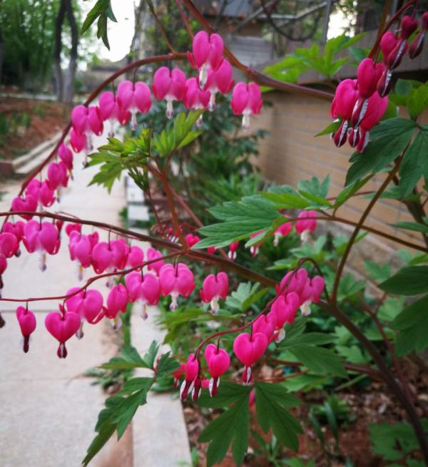 家裡別隻養綠蘿，15種精緻耐陰花，光照不好也能長很美