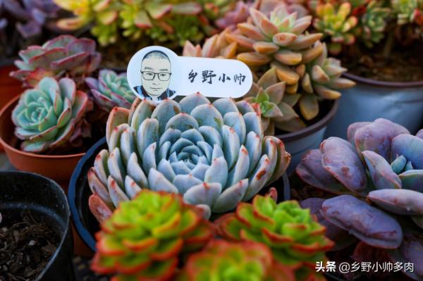 冬天多肉不好服盆？學會這些種植技巧，冬天多肉也可以很美