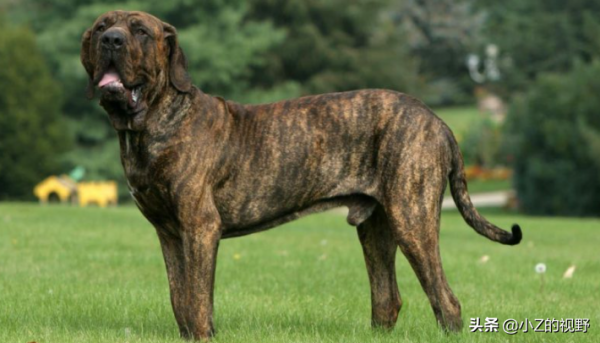 五種大型犬，每種都有強大戰力，它們是怎麼培育出來的？