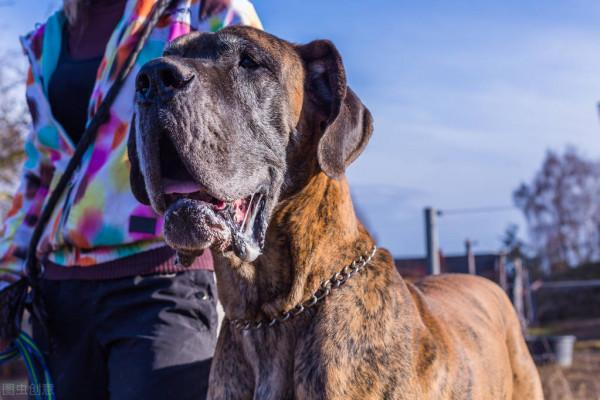 知識分享：大丹犬是您能找到的最好的狗之一 8 個原因
