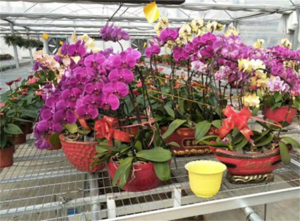 移栽花卉時,有4件事必須做,而有3件事不宜動,盆栽植株成活率高 移栽花卉時,有4件事必須做,而有3件事不宜動,盆栽植株成活率高