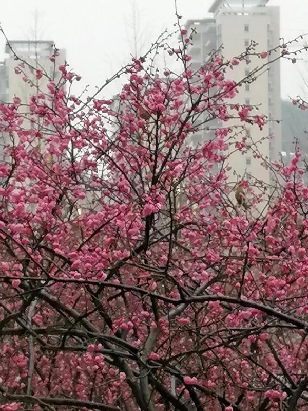 陸家新區中心公園賞梅