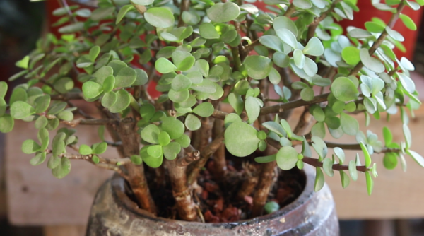 養金枝玉葉,冬天做好1個“保證”,記住“3合理”,長得也很快 養金枝玉葉,冬天做好1個“保證”,記住“3合理”,長得也很快