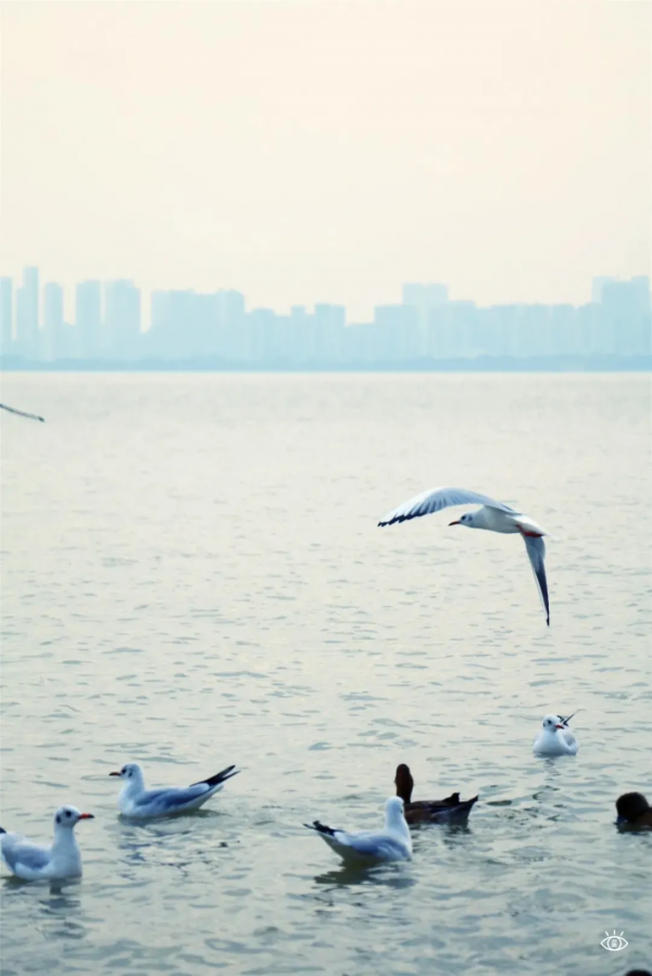 在深圳,必打卡的6個海濱棧道 在深圳,必打卡的6個海濱棧道