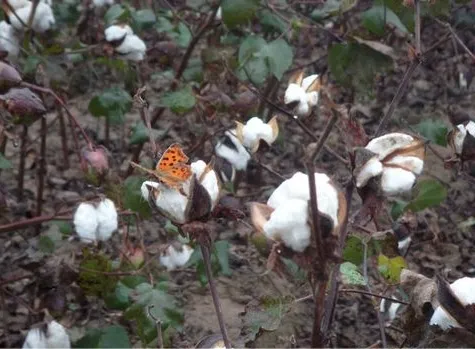 《編花籃》因署名起糾紛，作者怒討著作權，究竟誰該享有民歌版權