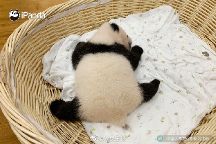 現實版熊貓胖墩墩
