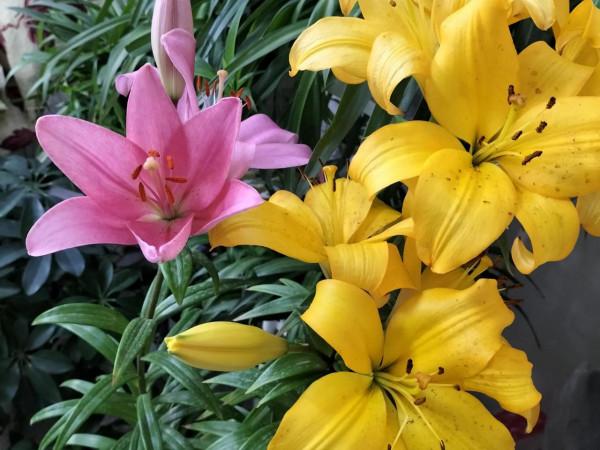 這一年 我的花花草草 驚豔了我的小院 驚豔了我的心