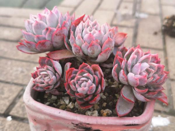 女王系多肉中顏色最夢幻的品種紫羅蘭女王,秋季開始上色了,真美 女王系多肉中顏色最夢幻的品種紫羅蘭女王,秋季開始上色了,真美