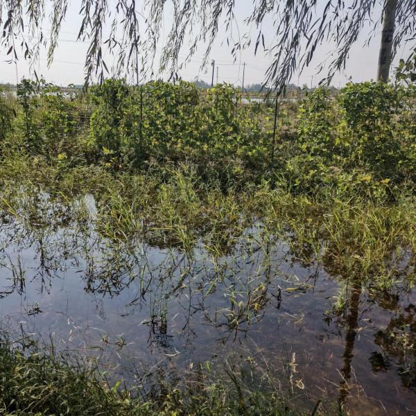 帶你領略農村的稻蝦蟹共生基地 帶你領略農村的稻蝦蟹共生基地