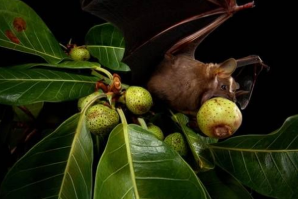 蝙蝠攜帶傳染病毒，為啥不能讓它滅絕，科學家：後果可能與之相反