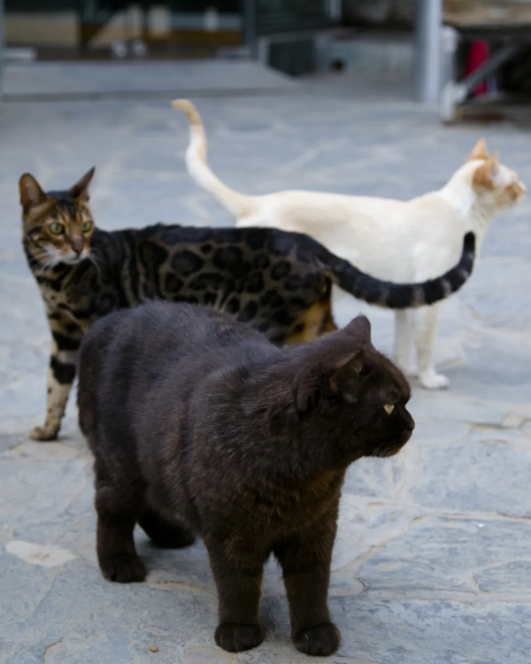 做你的影子,好不好? 做你的影子,好不好?